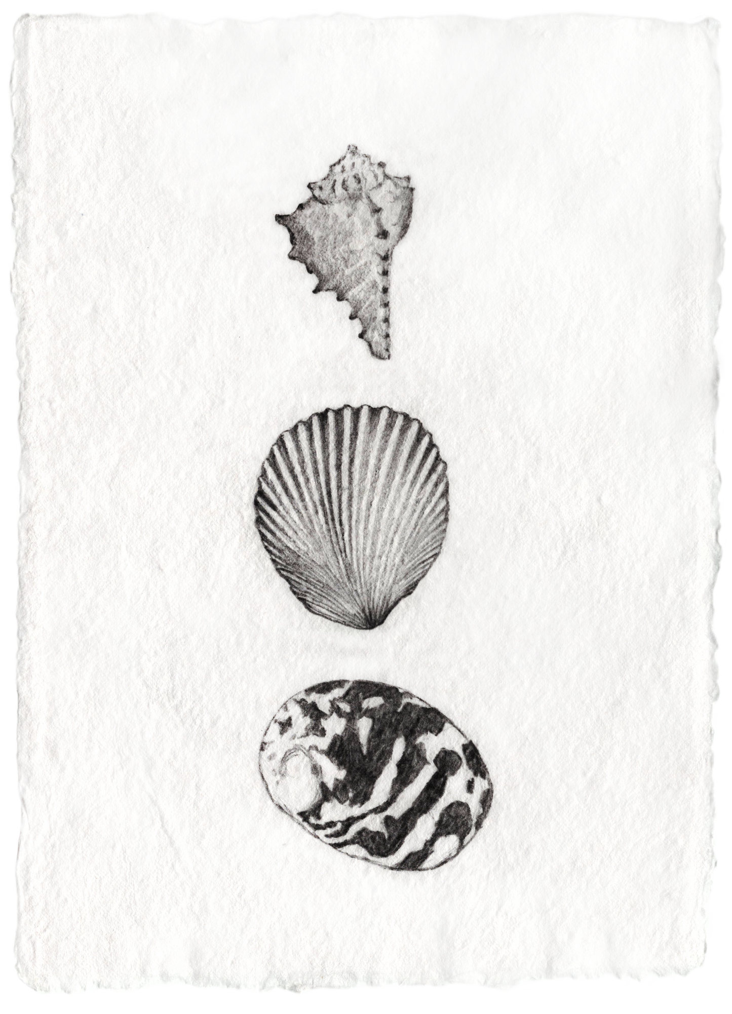 Les Coquillages No.01