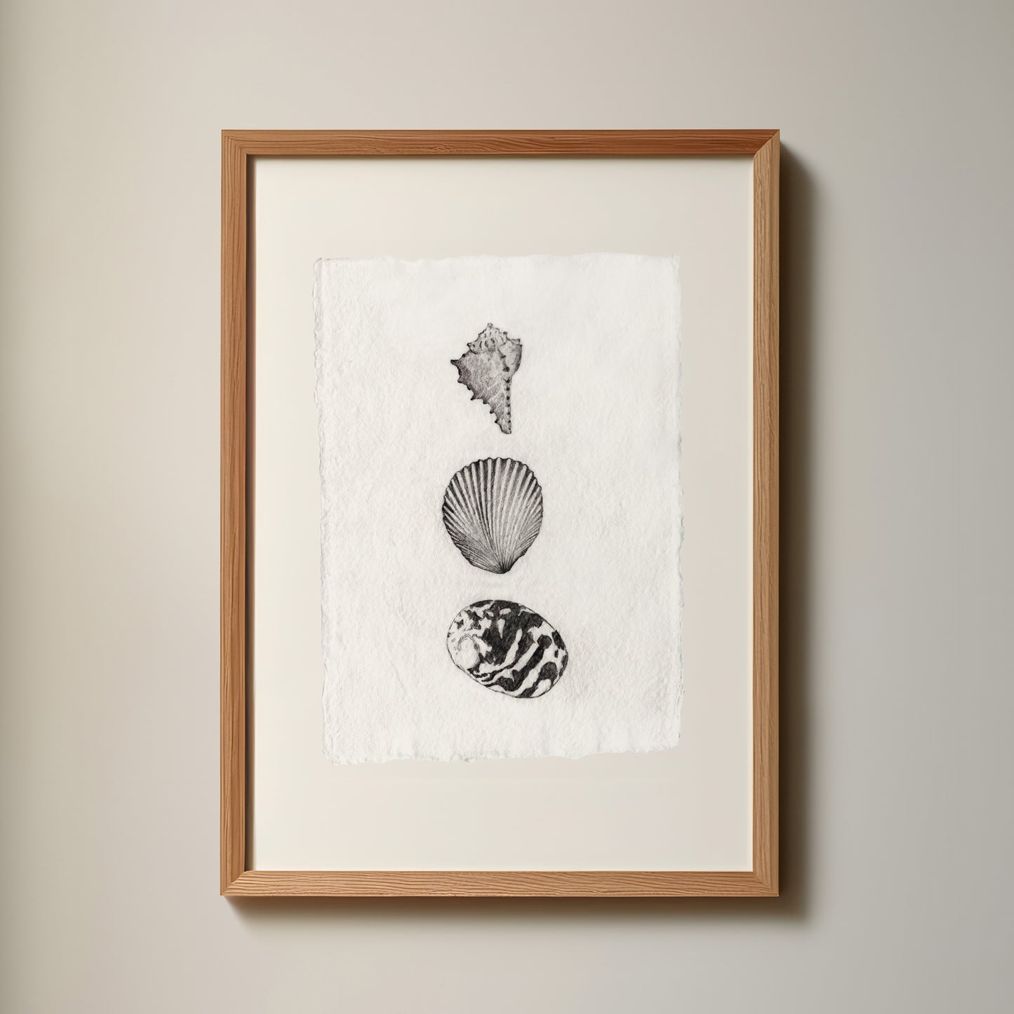 Les Coquillages No.01