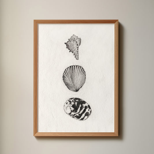 Les Coquillages No.01