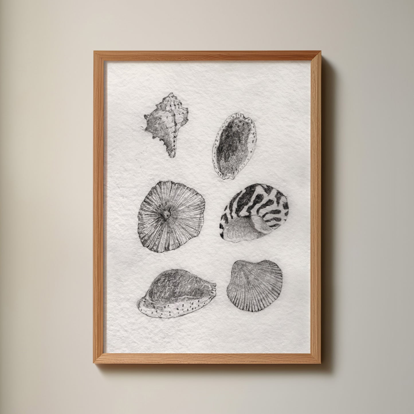 Les Coquillages No.02