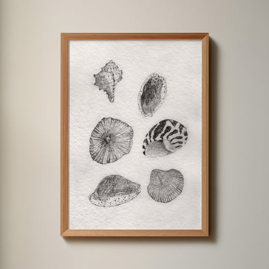 Les Coquillages No.02