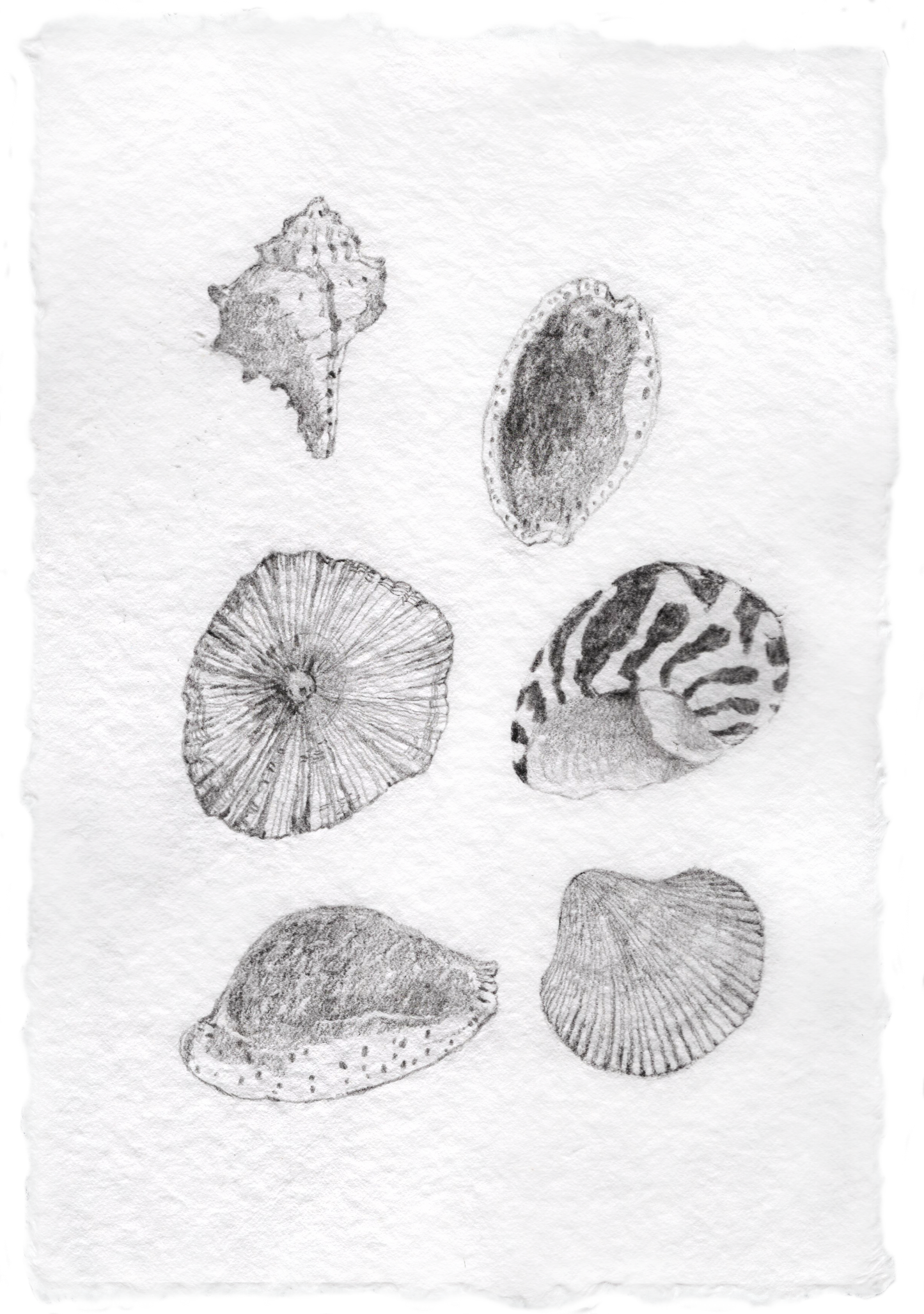 Les Coquillages No.02