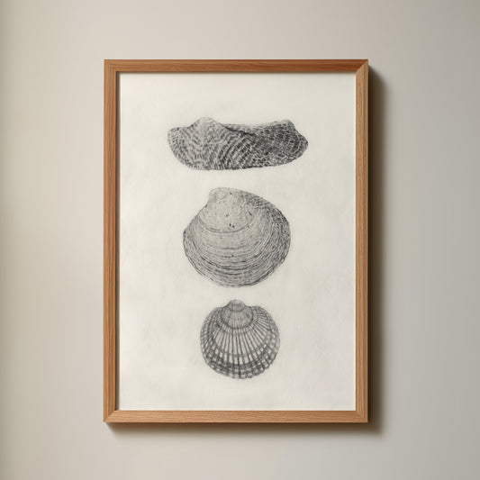 Les Coquillages No.04