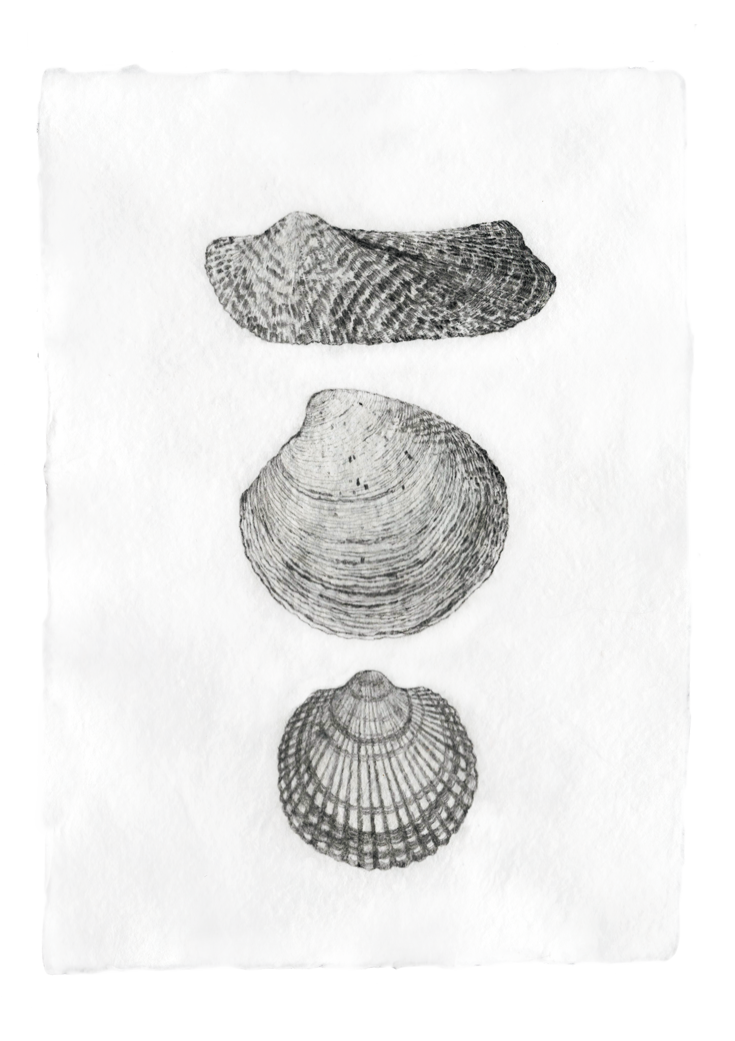 Les Coquillages No.04