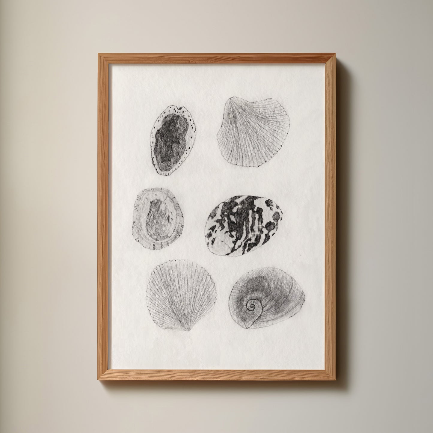 Les Coquillages No.05