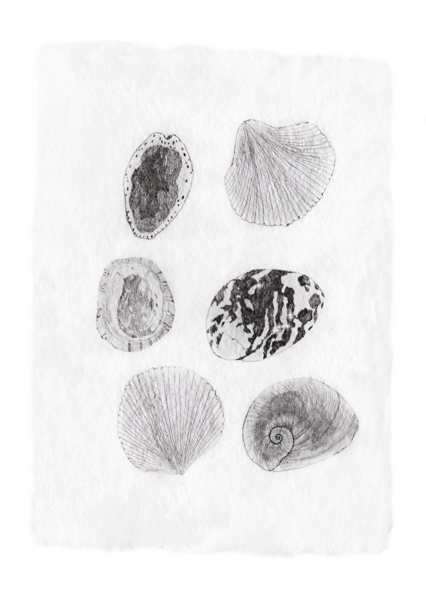 Les Coquillages No.05