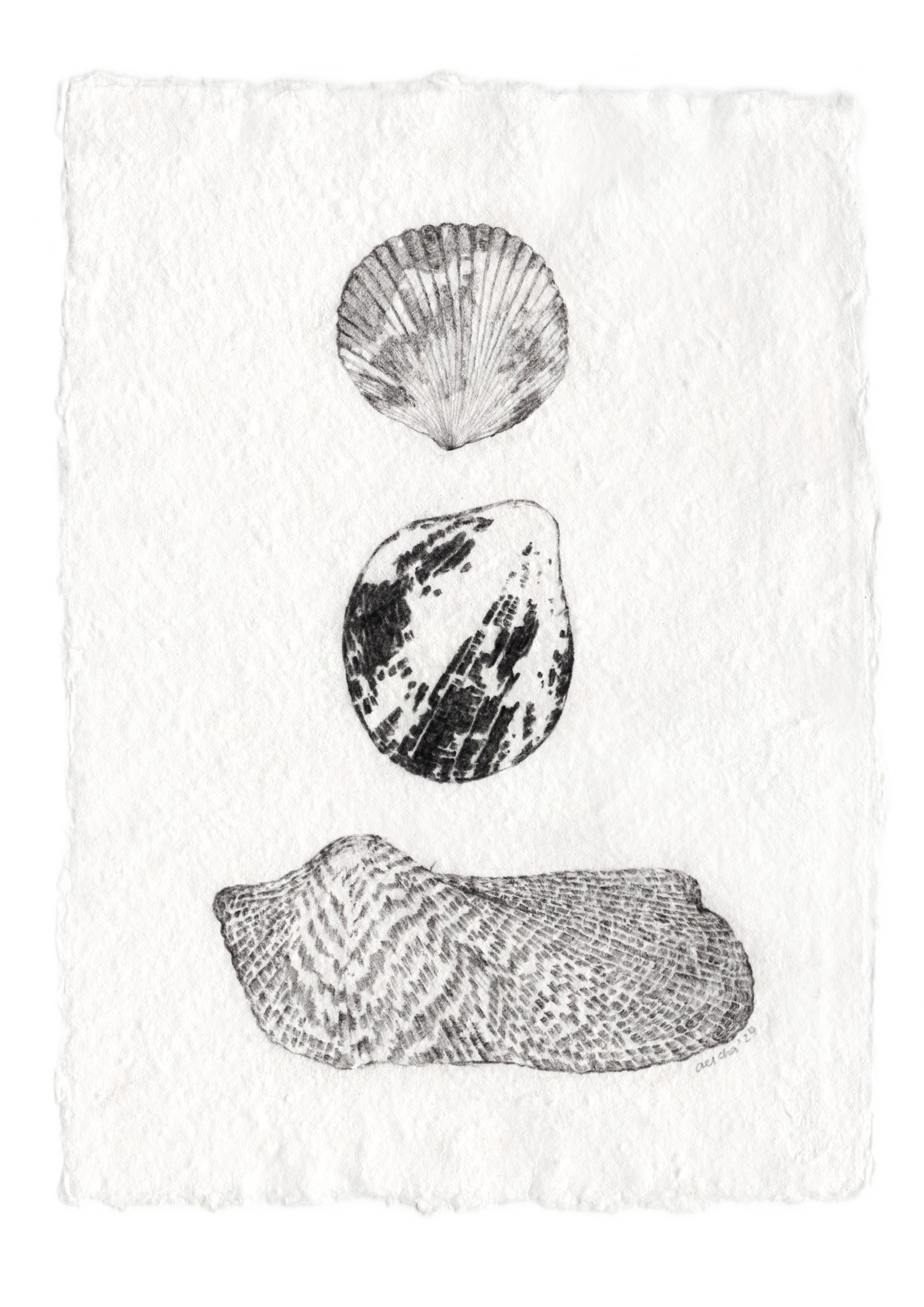 Les Coquillages No.06