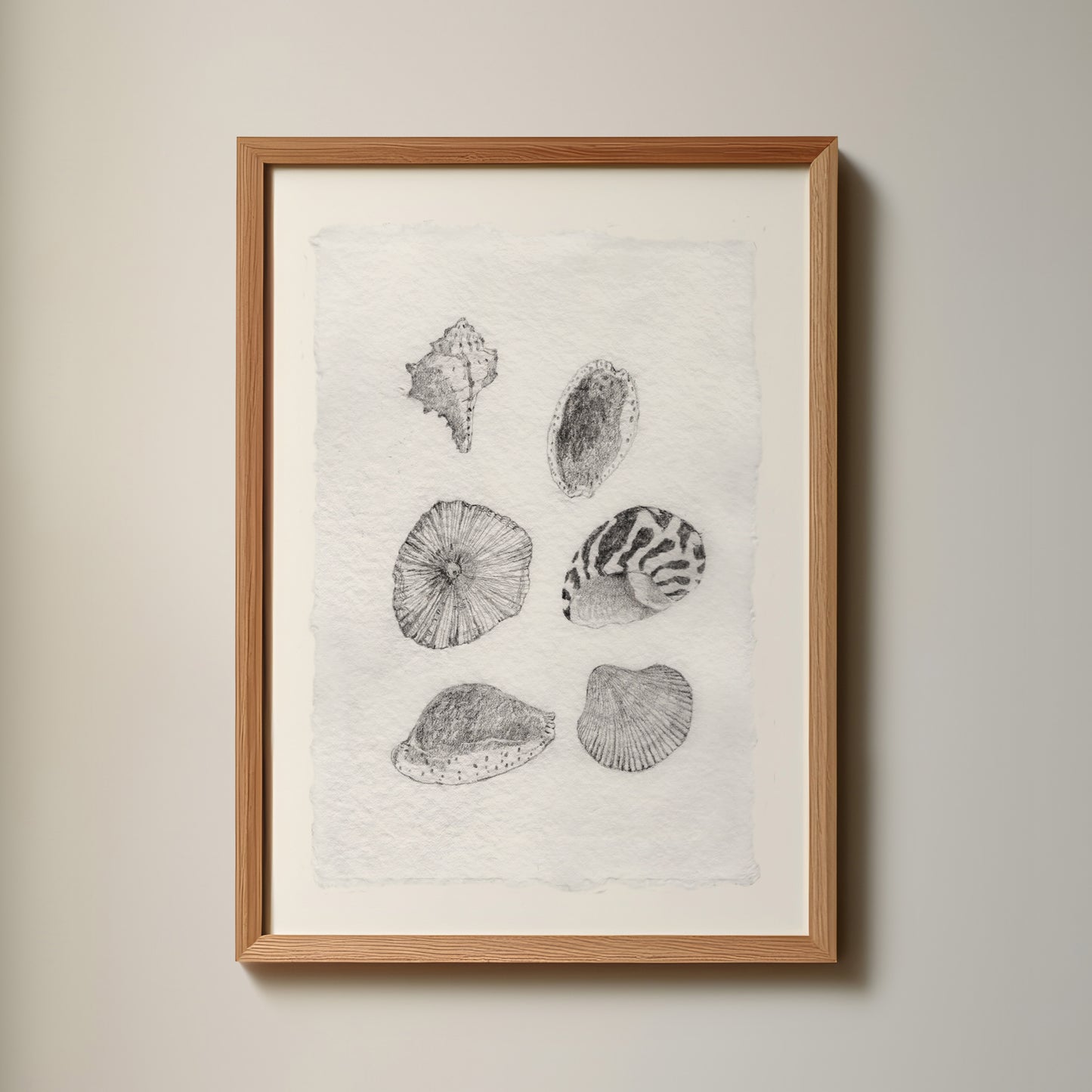 Les Coquillages No.02