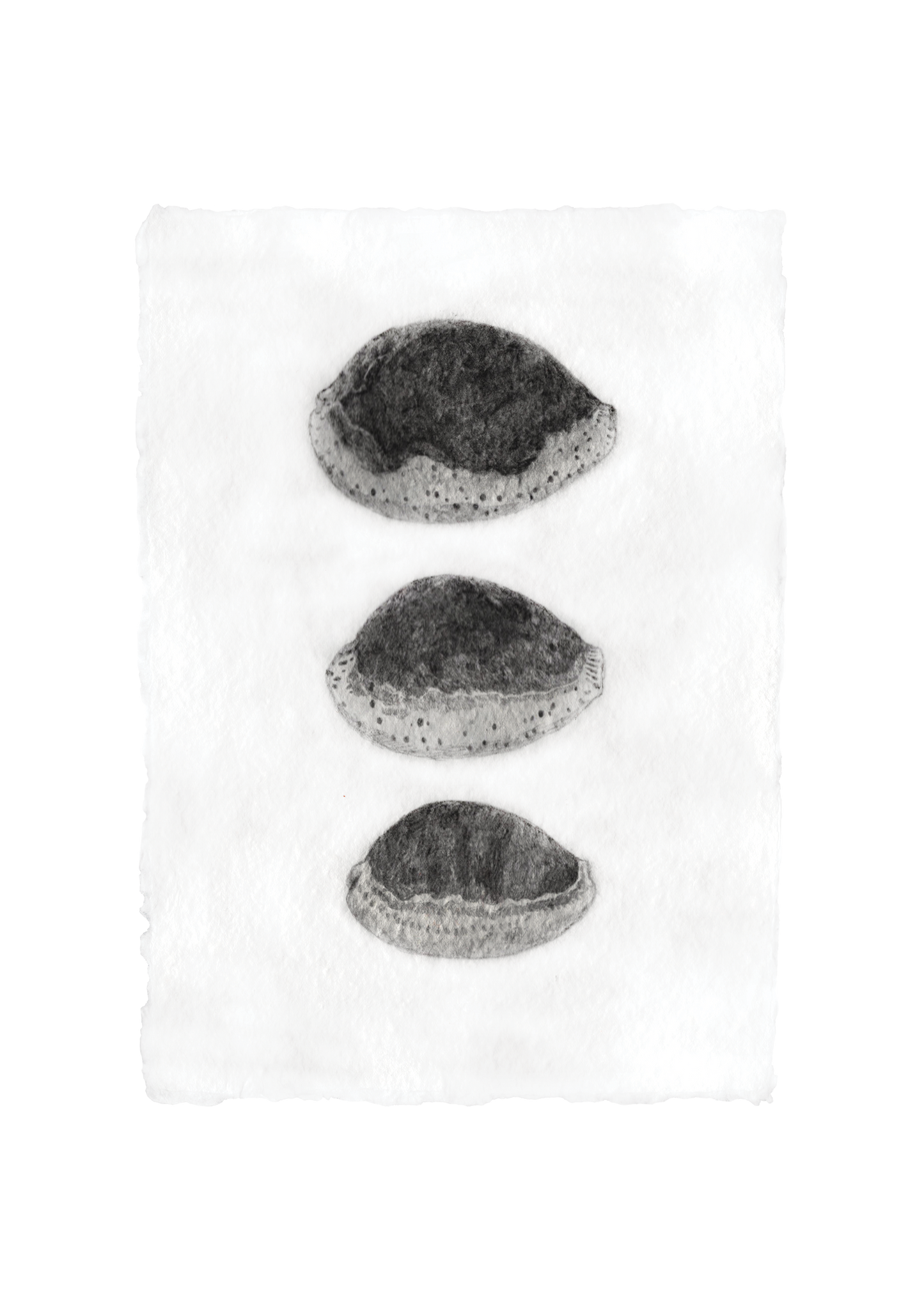 Les Coquillages No.03