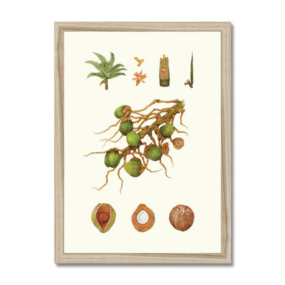 Coconut No.01 Framed Print