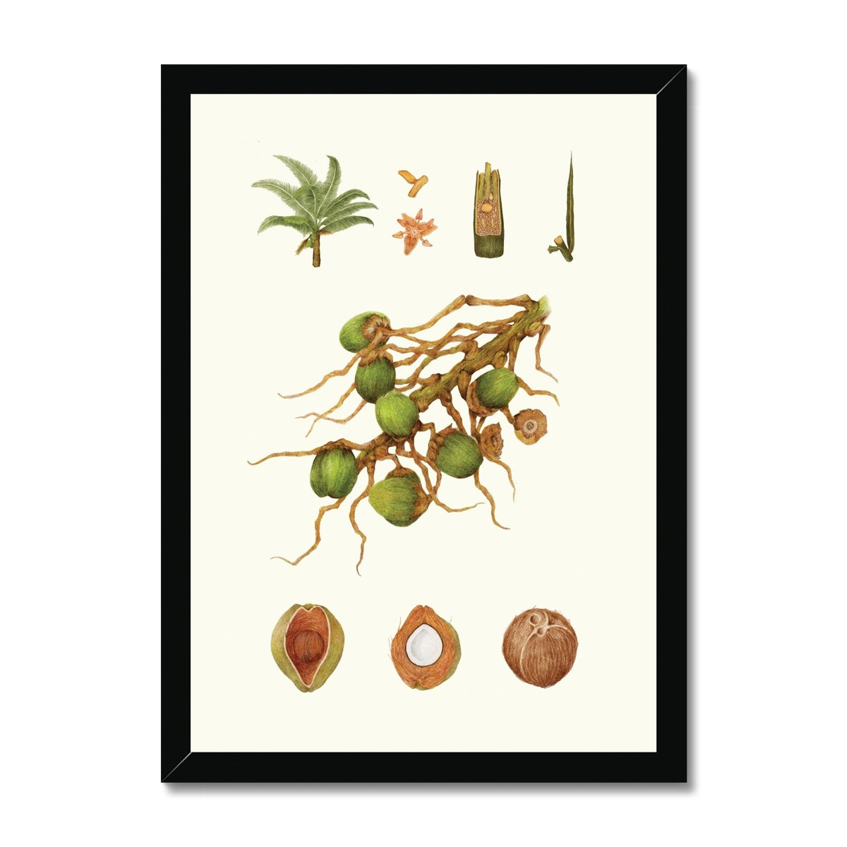 Coconut No.01 Framed Print